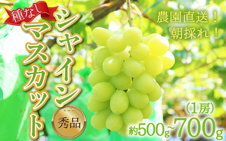 [先行予約][種なし]上野梨園のシャインマスカット 1房 約500〜700g[上野の葡萄] / ぶどう フルーツ 果物 くだもの 贈答 お土産 種なし 旬 皮ごと食べる 美容 ぶどう狩り 巨峰に負けない 爽やかな甘さ 大粒 新鮮 朝採れ 厳選※2025年9月上旬より順次発送 [aw077-a010]