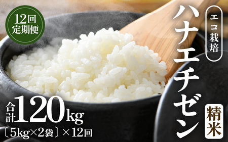 �y��s�\��z�y�ߘa8�N�Y �V�āz ����ց�12�����A�����͂���G�R�͔|�n�i�G�`�[�� ���� 10kg×12��i�v120kg�j �^ �N�x���Q ���䌧�Y �͂Ȃ������� ���� �V�N ���� ��2026�N9����{�ȍ~��������