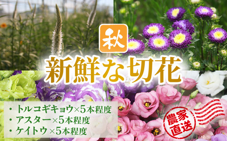 [先行予約]花農家直送 新鮮な切花[秋] / 生花 お花 旬の花束 豊かな生活 花のある生活 15本程度 2種 季節 花 ※2026年9月中旬以降発送予定 [aw099-a003]