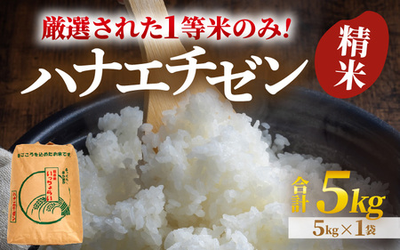 [先行予約][令和8年産・新米][一等米]ハナエチゼン 精米 5kg ×1袋[発送直前精米!] / ブランド米 華越前 ご飯 お米 白米 新鮮 あわら市産 農家直送 大賞 受賞 新米 ※2026年9月上旬以降順次発送予定 [aw012-a029]