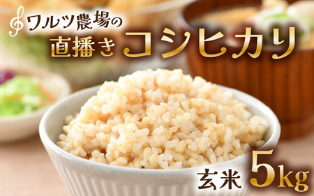 [先行予約][令和8年産 新米]ワルツ農場の直播き コシヒカリ 玄米 5kg / お米 ご飯 つや 艶 甘味 旨み あわら市産 福井県産 慣行栽培 コメ 北陸 福井県 あわら市 ※2026年10月下旬以降発送予定 [aw046-a006]
