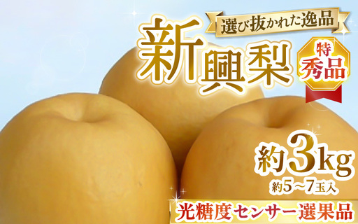 [先行予約]上野梨園の特選大玉 新興梨『特秀品』選び抜かれた逸品 3kg 光糖度センサー選果品 梨園直送! / 期間限定 果物 フルーツ 農家直送 シャキシャキ もぎたて 旬 お取り寄せ ※2026年10月中旬より順次発送 [aw077-a030]