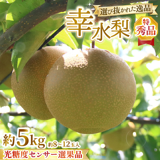 【先行予約】上野梨園の特選大玉 幸水梨『特秀品』選び抜かれた逸品 5kg 光糖度センサー選果品 梨園直送！ / 期間限定 果物 フルーツ 農家直送 シャキシャキ もぎたて 旬 お取り寄せ ※2026年8月下旬より順次発送 [aw077-b001]