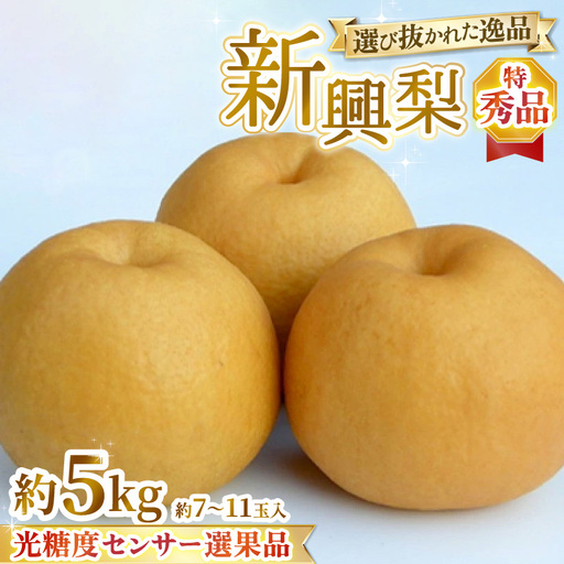 【先行予約】上野梨園の特選大玉 新興梨『特秀品』選び抜かれた逸品 5kg 光糖度センサー選果品 梨園直送！ / 期間限定 果物 フルーツ 農家直送 シャキシャキ もぎたて 旬 お取り寄せ ※2026年10月中旬より順次発送 [aw077-b003]
