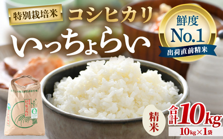 【令和7年産・新米】【一等米】特別栽培米いっちょらい 精米 10kg×1袋 ／福井県産 ブランド米 コシヒカリ ご飯 白米 新鮮 大賞 受賞 [aw012-b015]