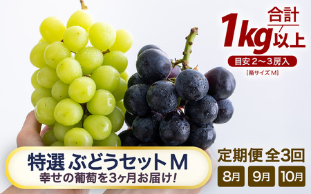 【先行予約】【訳あり】＜全3回定期便＞特選 ぶどうセットM（8月・9月・10月）1kg以上（各月2～3房）／ 葡萄 ナガノパープル シャインマスカット ゴールデン シャイン 品種 おまかせ あわら 農家おすすめ ※2026年8月より順次発送 [aw007-d001]