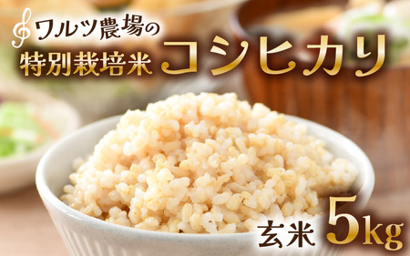 [先行予約][令和8年産 新米]ワルツ農場のコシヒカリ 玄米 5kg 特別栽培米[納得の美味しさ]減農薬 有機肥料使用 / お米 ご飯 つや 艶 甘味 旨み あわら市 王様 こしひかり ブランド 北陸 あわら市産 福井県 ※2026年10月下旬以降発送予定 [aw046-a008]