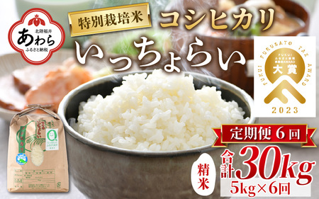 【令和6年産 新米】【一等米】《定期便6回》特別栽培米 いっちょらい 精米 5kg（計30kg）／ 福井県産 ブランド米 コシヒカリ ご飯 白米 新鮮 大賞 受賞