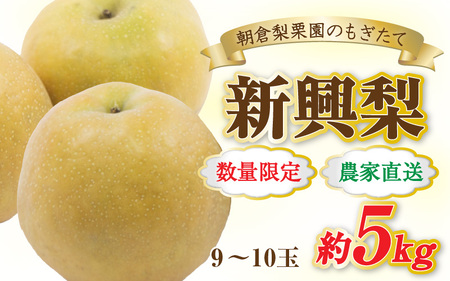 【先行予約】《数量限定》新興梨 9～10玉入 約5kg 歯ごたえ抜群！ もぎたて 新鮮 ／ 期間限定 果物 フルーツ 農家直送 お取り寄せ 新興 梨 なし 福井県 あわら市※2025年10月中旬より順次発送 [aw042-a002]