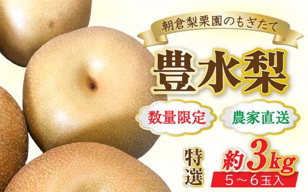 【先行予約】《数量限定》豊水梨 特選 5～6玉入 約3kg もぎたて 新鮮 ／ 期間限定 果物 フルーツ 農家直送 お取り寄せ 豊水 梨 なし 福井県 あわら市 ※2025年9月上旬より順次発送予定 [aw042-a004]