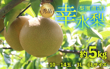 ys\z엜̍K 10`14ʓ 5kg  3L`ULyGizsʌtI / Ԍ ʕ t[c _ƒ VLVL  {  2026N8{菇