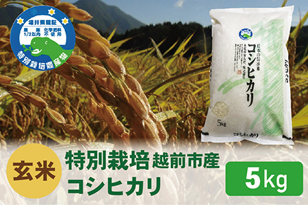 [令和5年度新米 玄米]特別栽培 越前市産コシヒカリ 5kg