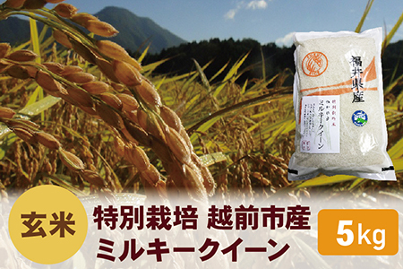 [令和5年度新米 玄米]特別栽培 越前市産ミルキークイーン 5kg