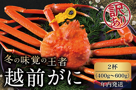 [年内発送]越前がに(オス)「ずわいがに」(400g〜600g) 訳あり 2杯