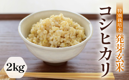 【令和6年産】発芽玄米 特別栽培米 コシヒカリ 2kg 【米 玄米 こしひかり ギャバ GABA 特別栽培 食物繊維 栄養 真空パック ごはん ご飯 おいしい ふるさと納税米】 [A-2977]