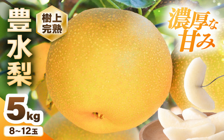 [先行予約]豊水梨 1箱 5kg入り (8〜12玉) 樹上完熟!濃厚な甘さに手が止まらない!甘〜いゆみたかの豊水梨 [2025年8月中旬以降順次発送予定][ 和梨 赤 なし フルーツ 甘い みずみずしい 果実 果物 新鮮 旬の果物 産地直送] [B-16202]