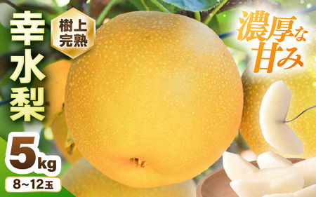 [先行予約] 幸水梨 1箱 5kg入り (8〜12玉) 樹上完熟!濃厚な甘さに手が止まらない!甘〜いゆみたかの幸水梨 [2025年8月中旬以降順次発送予定][ 和梨 赤 なし フルーツ 甘い みずみずしい 果実 果物 新鮮 旬の果物 産地直送] [B-16201]