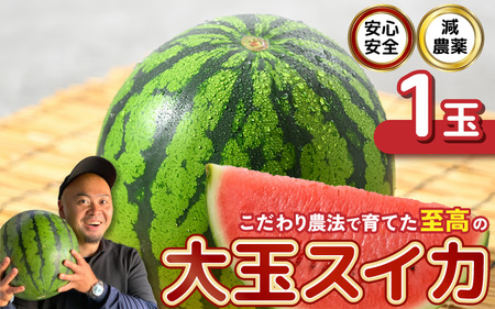 ys\z SSI_I_@ňĂ̑ʃXCJ 1 y2026N6{ȍ~\z yXCJ Z  fU[g ʕ   Â W[V[ {̉