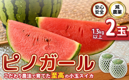 ys\z SSI_I_@ňẴsmK[ (ʃXCJ) 2 (1ʂF1.3kgȏ) y2026N7{ȍ~\z yXCJ Z  fU[g ʕ 