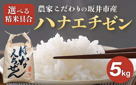 [令和7年産]坂井市産 ハナエチゼン 5kg [玄米] 米 コメ お米 華越前 [A-10212_02]