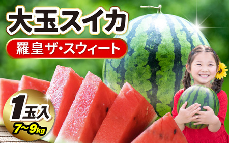 先行予約 坂井市産 大玉スイカ 「羅皇ザスウィート」 1玉入り 7〜9kg (大玉) 2026年7月中旬以降順次発送予定 すいか フルーツ [A-16209]