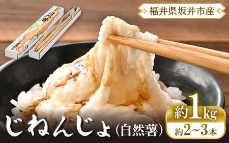 先行予約 福井県坂井市産 自然薯 1kg (2〜3本) 2026年12月中旬以降順次発送予定 野菜 健康 山芋 とろろ [A-22202]