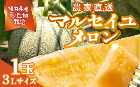 [先行予約]農家直送 砂丘地栽培 赤肉メロン 福井県産 マルセイユメロン 3Lサイズ 1玉[2026年6月中旬以降順次発送予定] [A-21803]