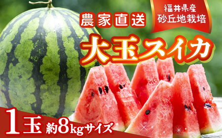 [先行予約]農家直送 砂丘地ハウス栽培 福井県産大玉スイカ 8kgサイズ 1玉[2026年6月中旬以降順次発送予定] [B-21801]