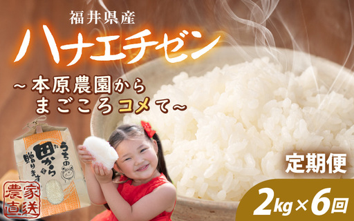 先行予約 定期便 6ヶ月連続お届け ハナエチゼン 2kg (1袋) × 6回 計12kg 白米 精米 ブランド米 2026年9月上旬以降順次発送予定 [B-8948]
