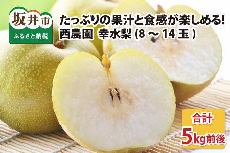 [先行予約][幸水梨]5kg前後 (8〜14個) たっぷりの果汁を含んだジューシーな梨![2025年8月上旬以降順次発送予定][梨 なし フルーツ 甘い みずみずしい 果実 果物 新鮮 お土産 贈り物 旬の果物] [A-15005]