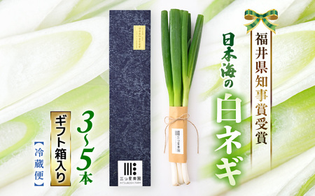 [先行予約] 福井県知事賞受賞!日本海の白ネギ(ギフト箱) 3本〜5本 [2025年9月下旬以降順次発送予定] [長ネギ 長ねぎ 葱 長葱 白葱 野菜 鍋 贈答 ギフト] [A-2610]