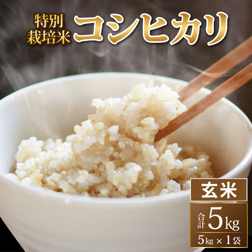 [令和8年度産 新米 先行予約][玄米]特別栽培米 コシヒカリ 5kg [A-033101] / 無農薬 減農薬 こしひかり 米 お米 こめ コメ 福井 永平寺町産
