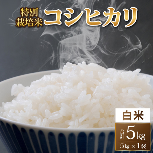 [令和8年度産 新米 先行予約][白米]特別栽培米 コシヒカリ 5kg [A-033103] / 無農薬 減農薬 こしひかり 米 お米 こめ コメ 福井