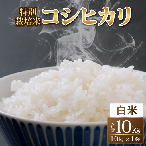 コシヒカリ 10kg 特別栽培米 令和8年産 コシヒカリ福井県 精米