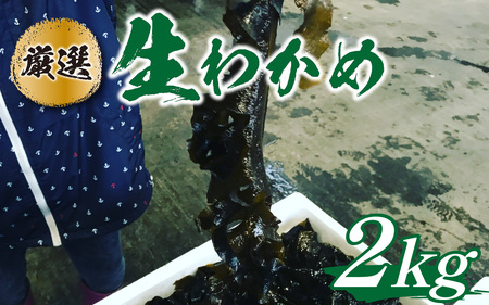 生わかめ 2.0kg｜北陸 厳選 わかめ [B-018004] 産地直送