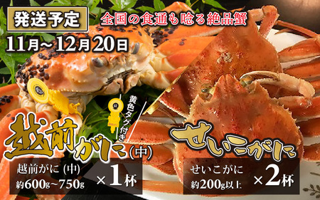 [先行予約]越前がに 中 (約600g〜750g) 1杯 ・せいこがに 2杯[2024年11月〜12月20日発送予定]