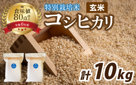 ys\zyߘa7NYVāz ʍ͔|ăRVqJ ^pbN  10kg(5kg×2)[D-011004]  Ö