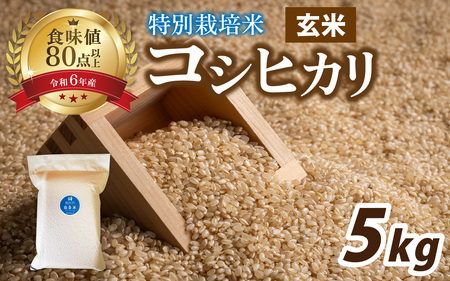[先行予約][令和7年産新米]南条米 特別栽培米コシヒカリ 真空パック 玄米 5kg [ B-011006 ]