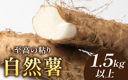 [期間限定][数量限定]自然薯(2~4本)1.5kg以上