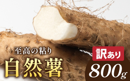 [期間限定][数量限定][訳あり]自然薯カット サイズ不揃い 800g以上