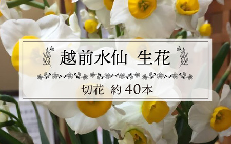 [先行予約]越前水仙 生花(切花) 約40本[2024年12月1日より順次発送]