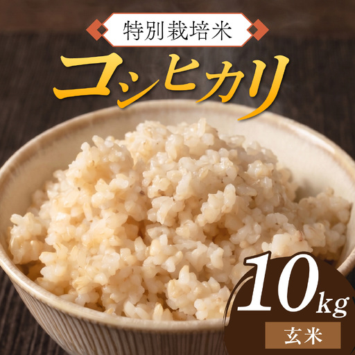 [ 先行予約 ] 令和8年産 特別栽培米 コシヒカリ 玄米 10kg [2026年10月末より順次発送開始予定]米
