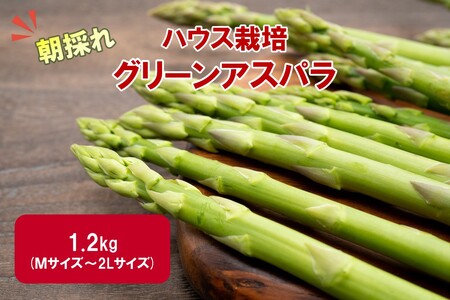 [予約:2026年4月中旬から順次発送]ハウス栽培 グリーンアスパラ 1.2kg ( アスパラガス 野菜 新鮮 朝採れ )[231-0002]