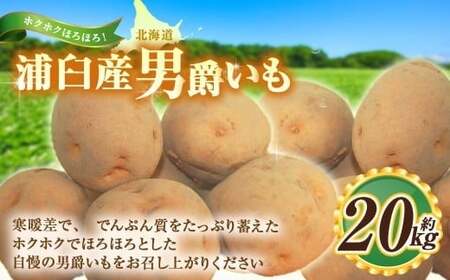 男爵いも 約20kg 野菜 芋 いも じゃがいも ジャガイモ ポテト 男爵 北海道 浦臼町 [2026年9月上旬〜2026年9月下旬発送予定]