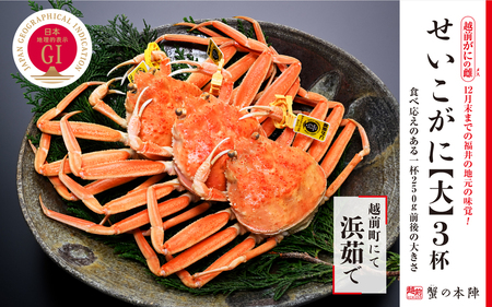 浜茹で【越前せいこがに 大 250g前後】3杯セット 11～12月順次発送 [e56-x001]
