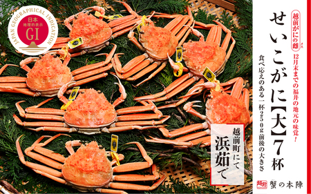 浜茹で[越前せいこがに 大 250g前後]7杯セット 11〜12月順次発送 [e56-x003]