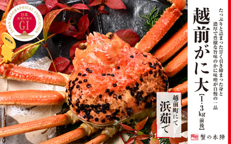 冬の日本海の味 浜茹で【越前がに 大 1.3kg前後】11月～翌3月順次発送 [e56-x006]