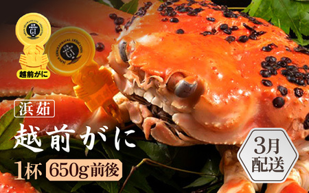 【3月発送】越前がに本場の越前町からお届け！浜ゆで越前かに  × 1杯 (生で1杯700g前後)  [e65-x003_03] カニ かに 越前がに 越前ズワイガニ 越前かに 越前カニ 姿 