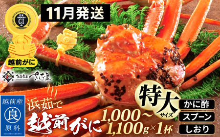 越前がに本場の越前町からお届け!浜茹で 越前がに 特大サイズ(生で1000〜1100g) × 1杯 か酢 食べ方しおり スプーン付き[かに カニ 蟹 雄 ズワイガニ ずわいがに 姿 ボイル 福井県 冷蔵][11月発送分]希望日指定可 備考欄希望日をご記入ください [e04-x031_11]