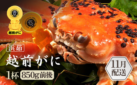 【11月発送】越前がに本場の越前町からお届け！浜ゆで越前かに  × 1杯 (生で1杯850g前後)  [e65-x004_11] カニ かに 越前がに 越前ズワイガニ 越前かに 越前カニ 姿 